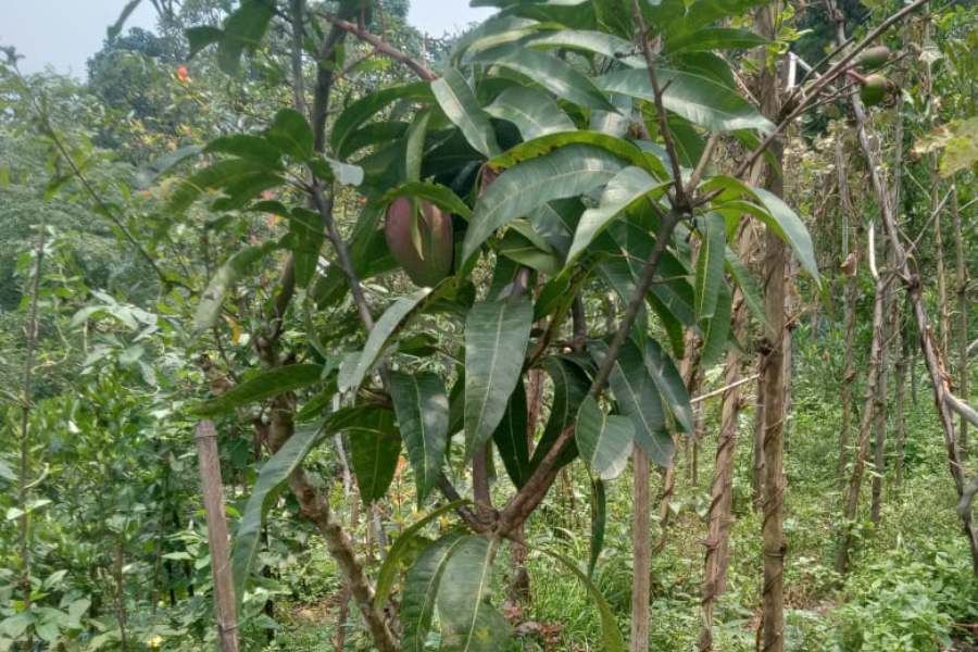 Saplings in Thakuri’s Nursery in Darjeeling