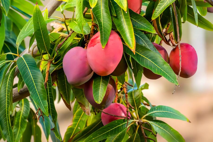 Most Miyazaki mangoes in Japan are grown under protected cultivation, unlike the open-field conditions in India