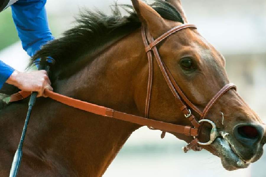 Horse Latest Articles Videos And Photos Of Horse Telegraph India Horse Latest Articles Videos And Photos Of Horse Telegraph India