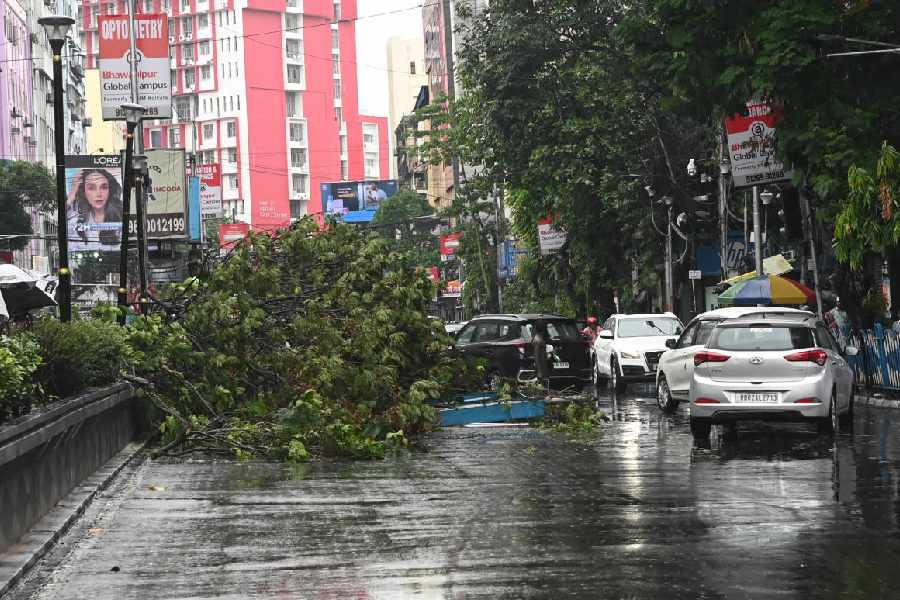 A treet fell on Chittranjan Avenue near Chandni Chawk metro Station on Sunday afternoon.