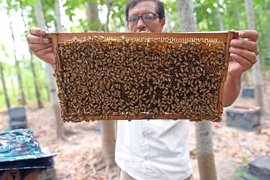 Abdul Hamid in a bee colony in Habra