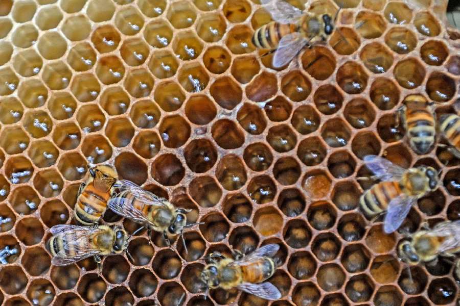 Honey bees at work