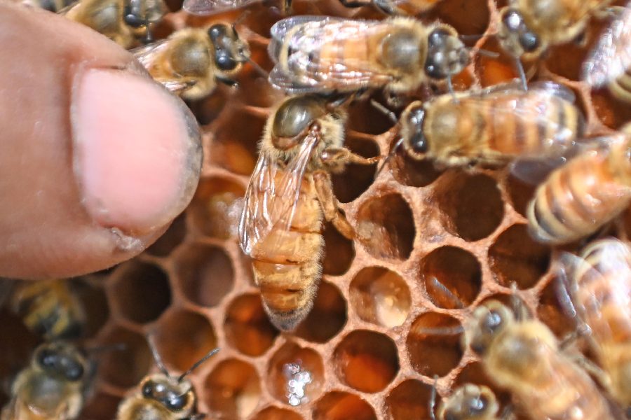 A queen bee