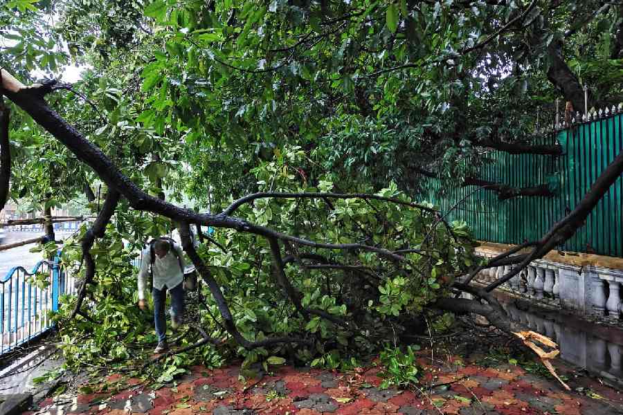 A fallen tree outside Raj Bhavan