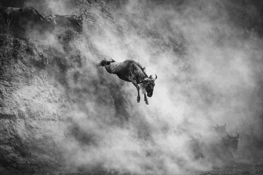 A wildebeest leaps into the Mara river from a cliff during the Great Migration. At least two other wildebeests are visible inside the dust storm