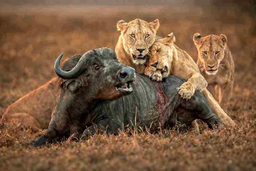 Three lions hunt a water buffalo in Maasai Mara