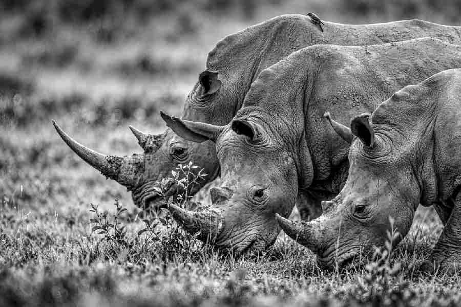 A family of rhinos grazes in Lake Nakuru National Park