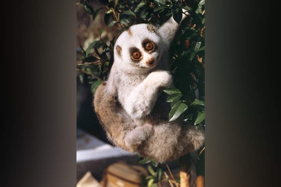 Bengal slow loris