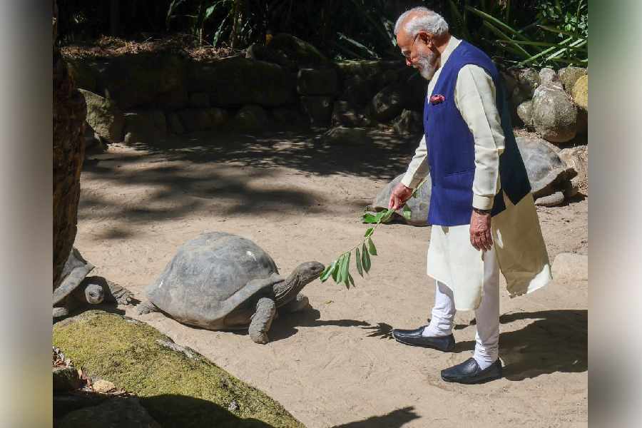 Prime Minister Narendra Modi feeds an Aldabra Giant Tortoise during a visit to the Seychelles National Botanical Garden, in Victoria, Seychelles