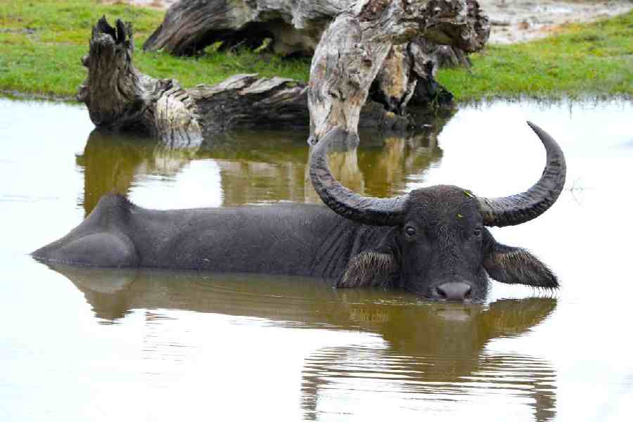 A water buffalo at Yala National Park