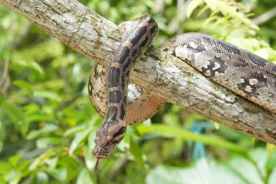 A rare sighting of an Indian rock python