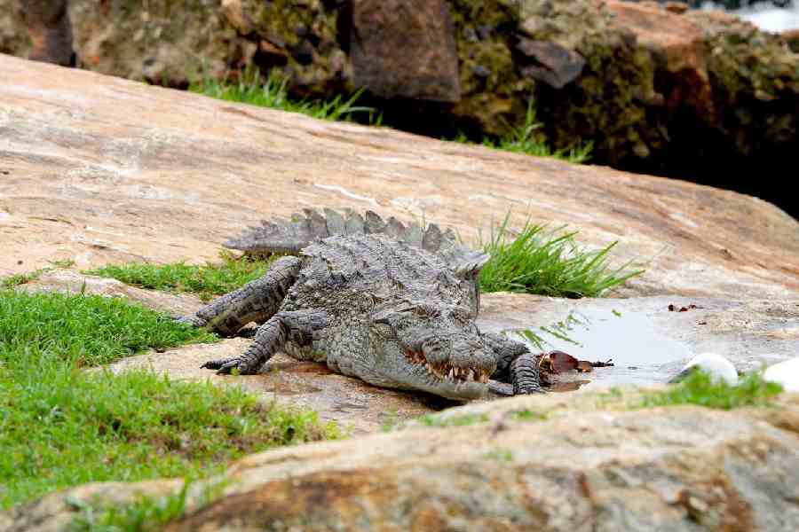 A crocodile at Yala National Park