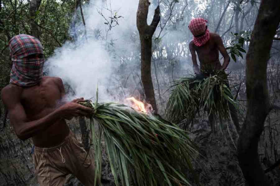 Men setting off smoke to drive away honeybees in the Sundarbans. Many such honey collecters fall prey to the tigeristock.com/supratim bhattacharya 
