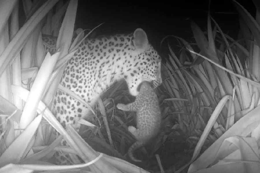 A screenshot of the CCTV camera recording that shows the female leopard carrying away its cub from Foujijote in the Ghoshpukur forest range of Siliguri