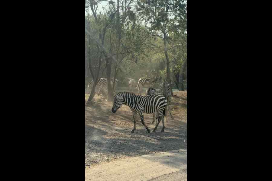 Zebras pranced around at the Safari World.