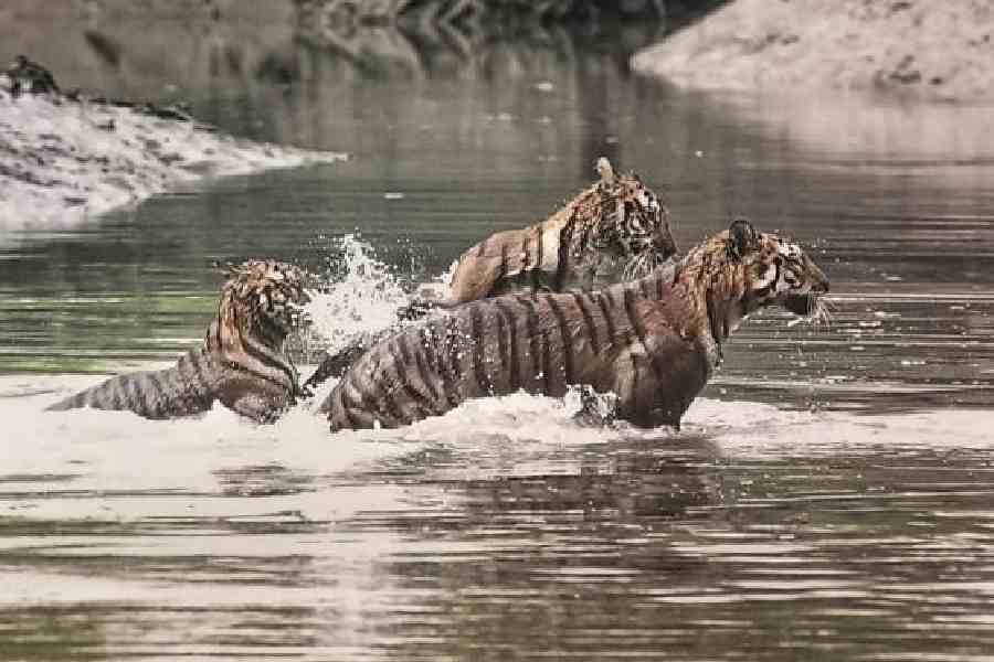 Bengal tigers wade through the water at the Sundarbans in November 2025