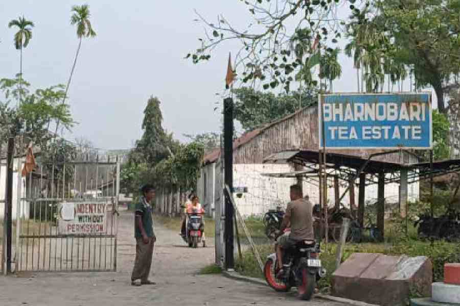 Bharnobari tea estate Hasimara Kalchini Alipurduar reopens