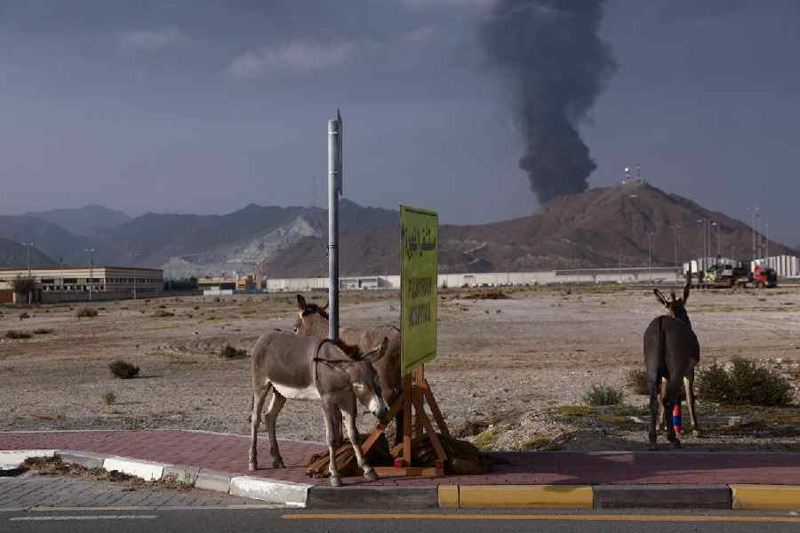 Animals stand by a road sign as smoke rises in the Fujairah oil industry zone following a fire caused by debris after interception of a drone by air defenses, according to the Fujairah media office, amid the U.S.-Israel conflict with Iran, in Fujairah, United Arab Emirates, March 3, 2026.
