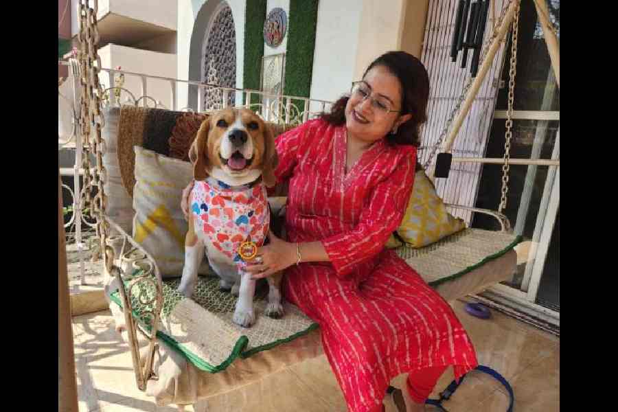 Beagle Mylo Salt Lake Kolkata