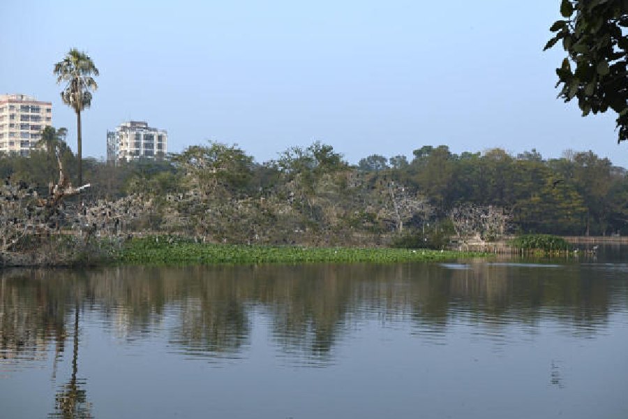 Dried up trees on the islands at Rabindra Sarobar last month