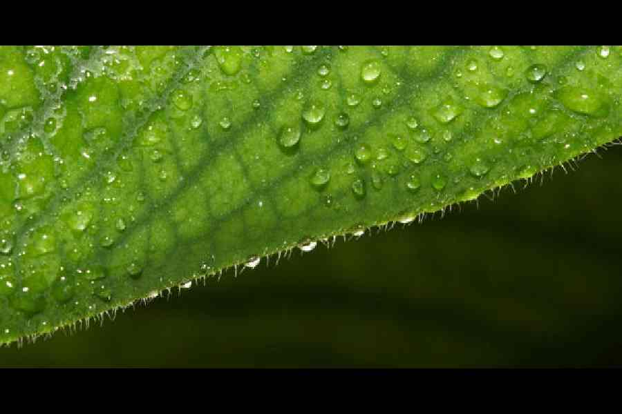 plant water regulation discovery
