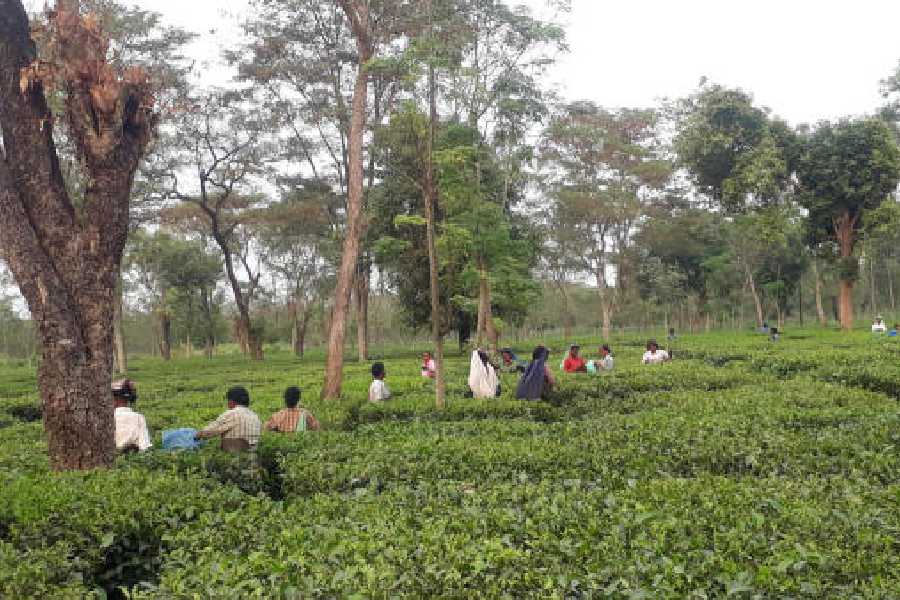 Tea management course North Bengal