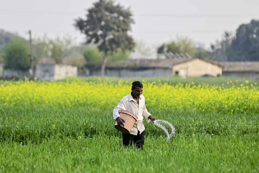 A farmer sprinkles fertilizer in a mustard field, in Prayagraj, Uttar Pradesh, February 2026