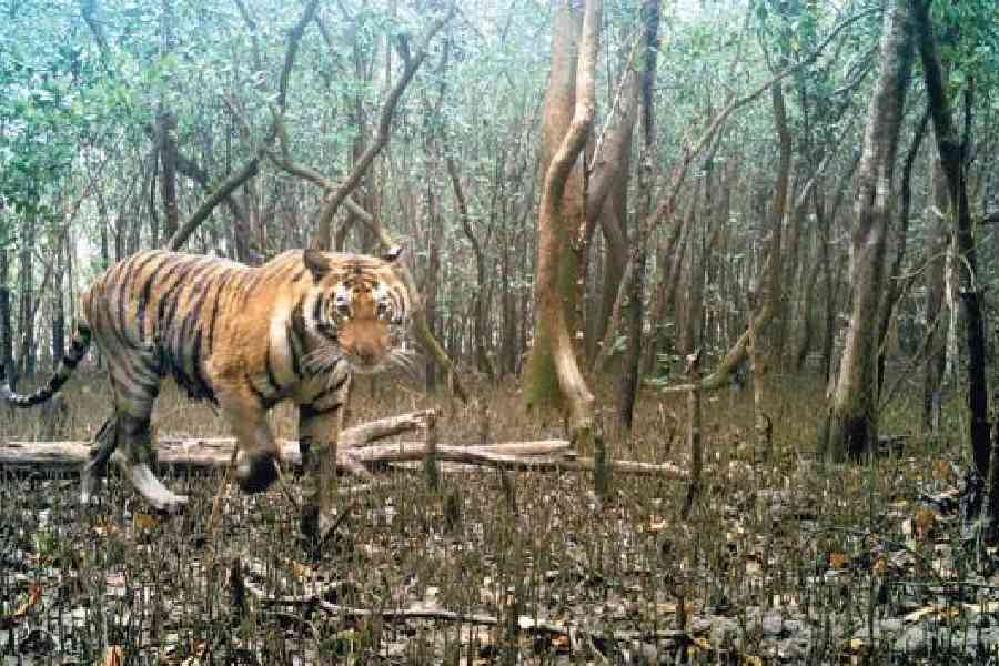 A trap camera image of a tiger in the Sundarbans.