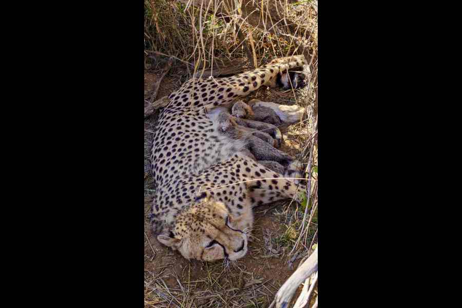 India cheetah reintroduction project