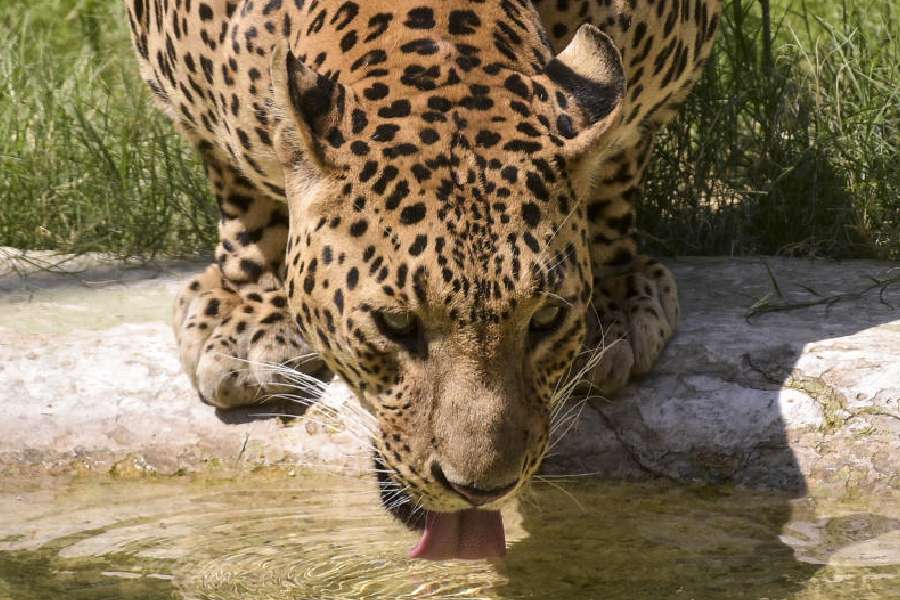 Representational image