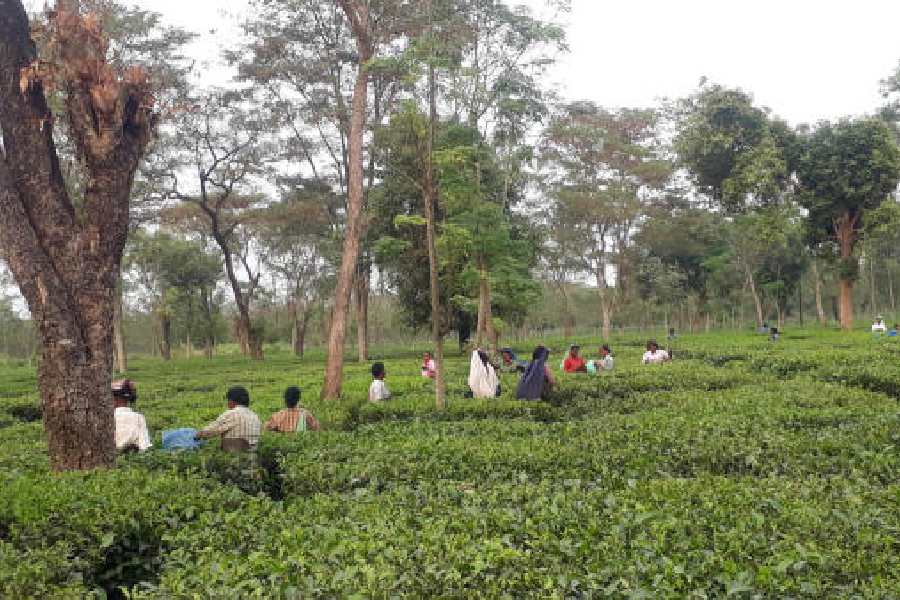tea garden workers wage Assam vs Bengal