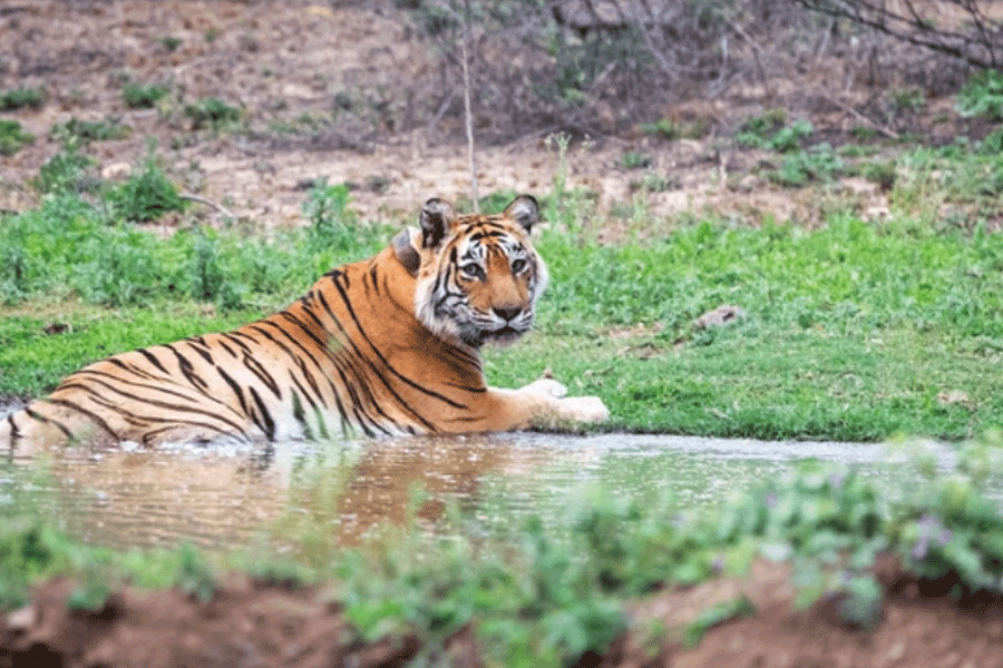 Representational Image