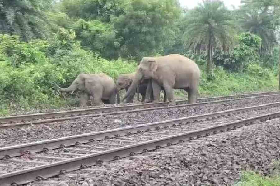 MoEFCC 705 elephant railway crossing structures