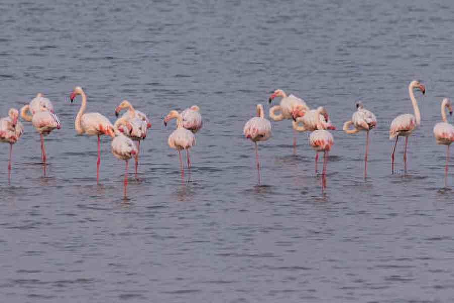 Greater and lesser flamingos flock to the Little Rann of Kutch and the Nalsarovar Bird Sanctuary in Gujarat, two of the most important flamingo habitats, after the monsoons, feeding in the shallow saline wetlands rich in algae and microorganisms that give them their iconic colour. They build distinctive conical mud nests in large colonies, a rare spectacle in such an extreme landscape.