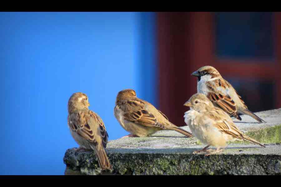 urban noise pollution Kolkata