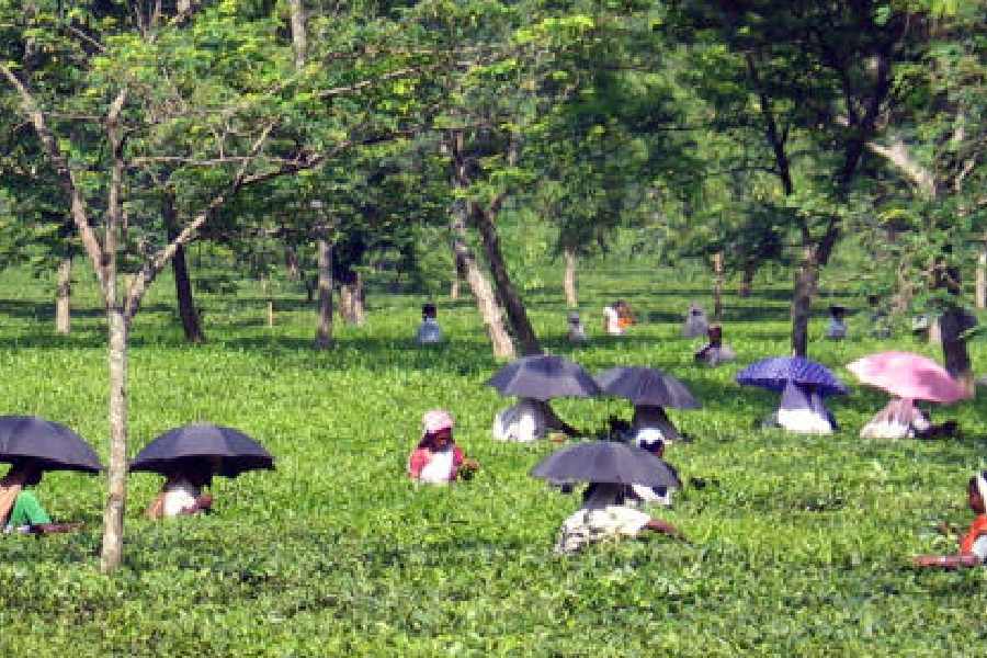 Alipurduar tea workers wages