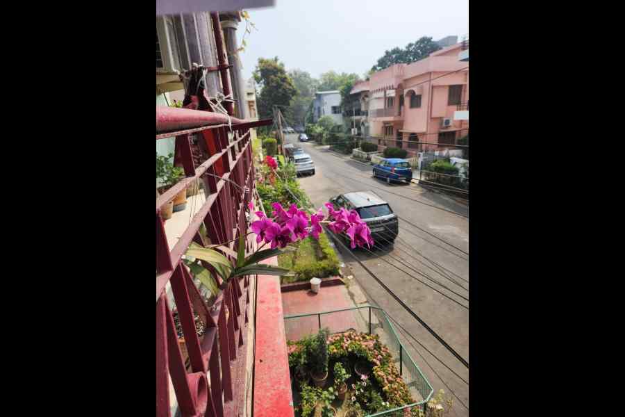 Orchids smile down from his balcony