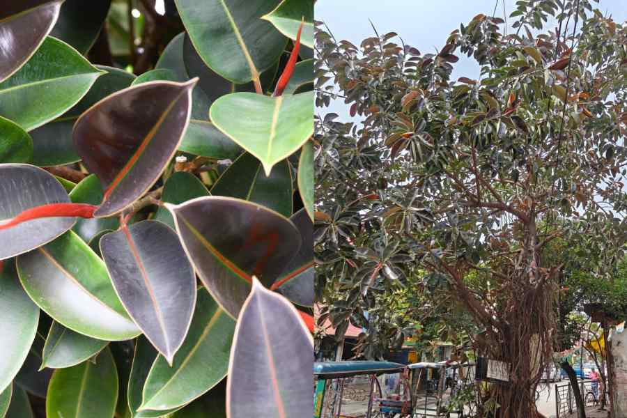 Dense foliage of rubber plant. (Right) The tree itself