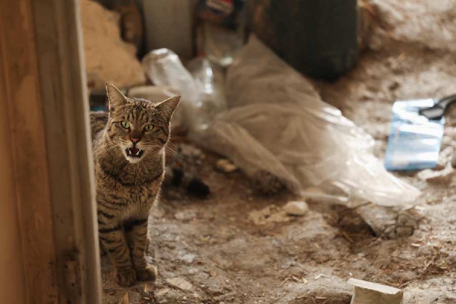 A cat looks on, in a house which was destroyed by a strike, amid the US-Israeli conflict with Iran, in Tehran.