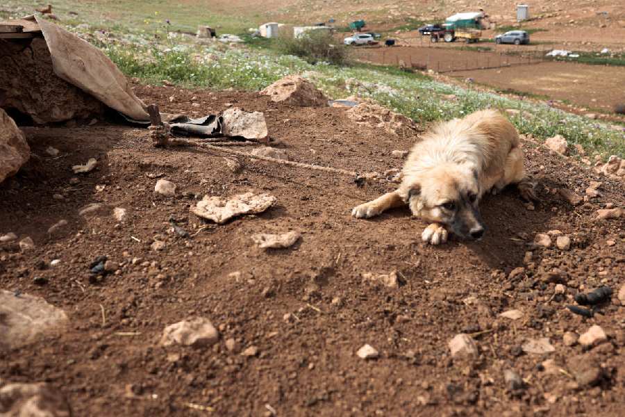 A dog lies on the ground while tethered by a rope in a Palestinian Bedouin encampment in the Jordan Valley, in the Israeli‑occupied West Bank, March 19, 2026.