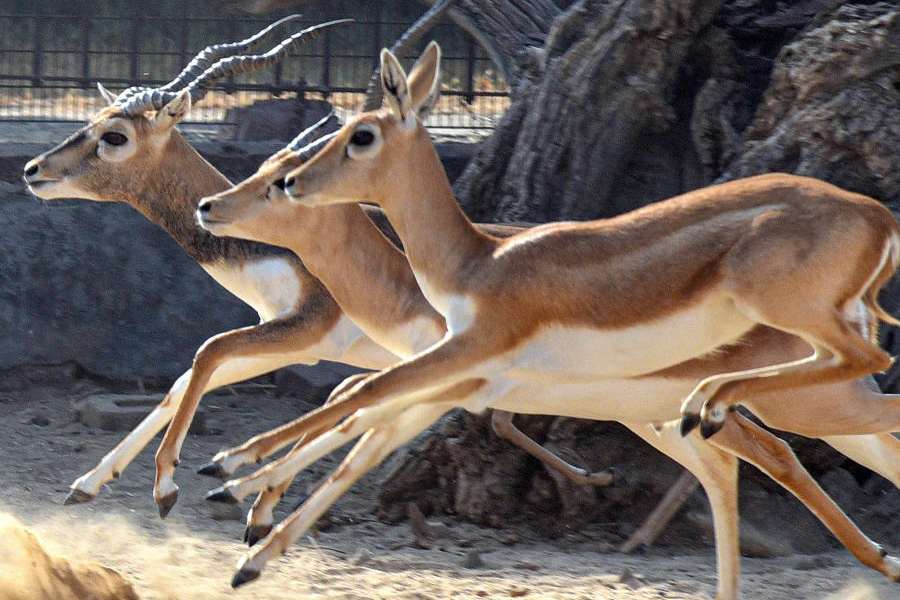 Representational image