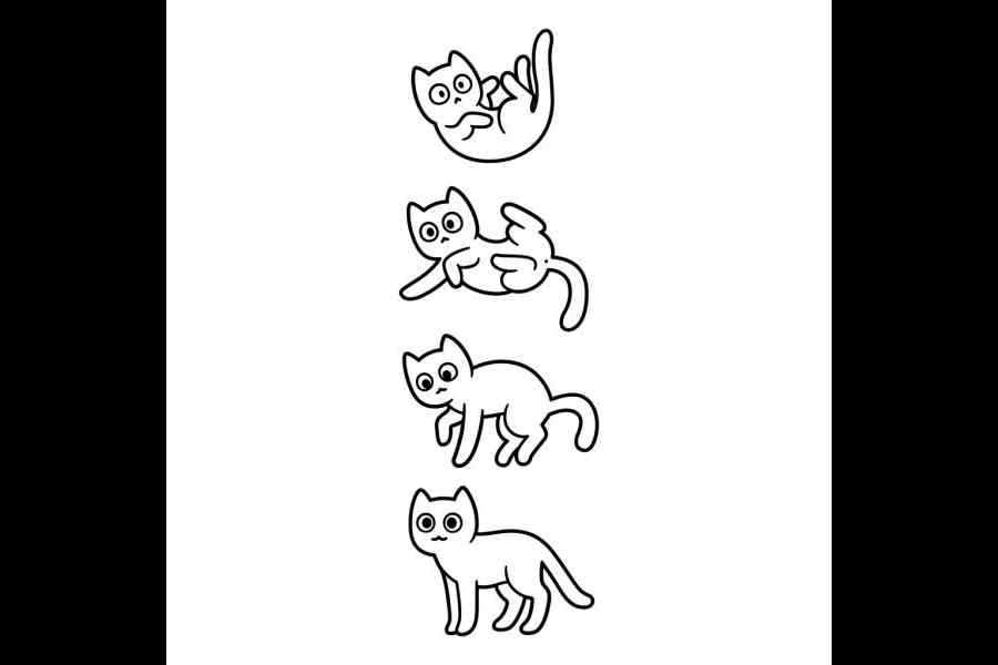 why cats land on their feet