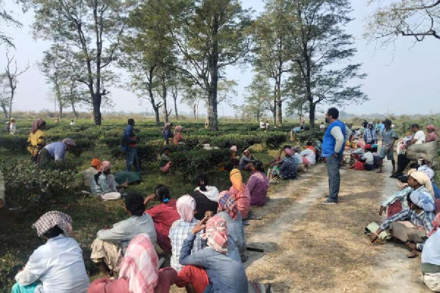 Tea workers at a Dooars garden.