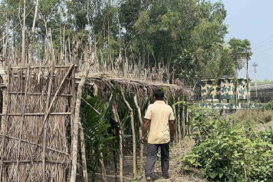 SF accused of damaging betel leaf plantations in Agra village Hili Dinajpur