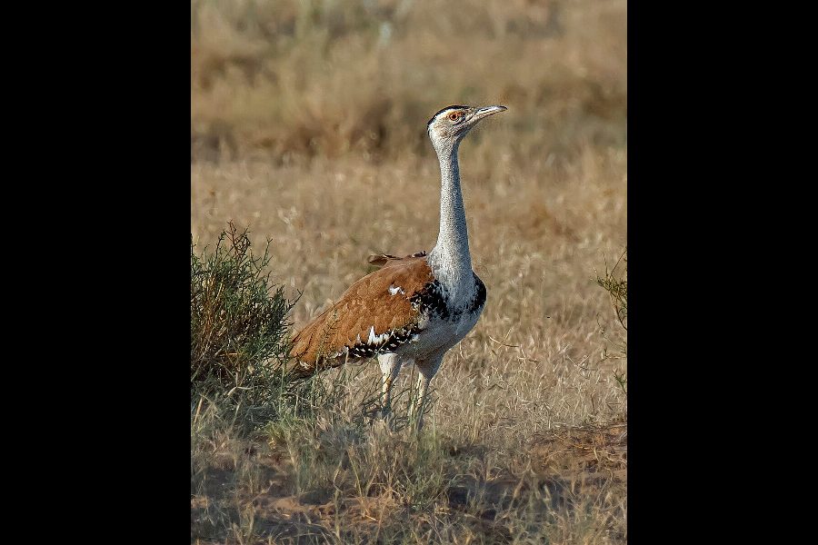 Great Indian bustard