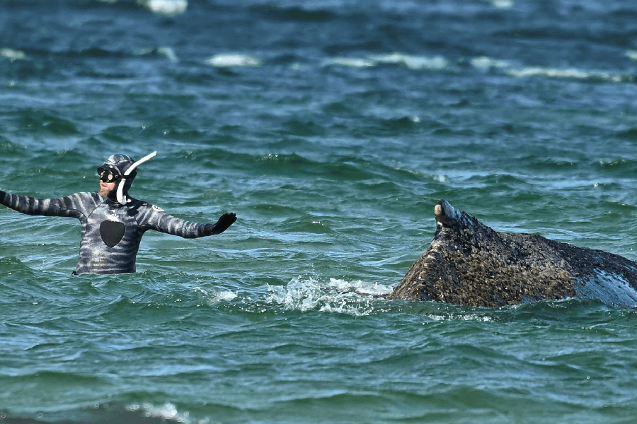 humpback whale rescue