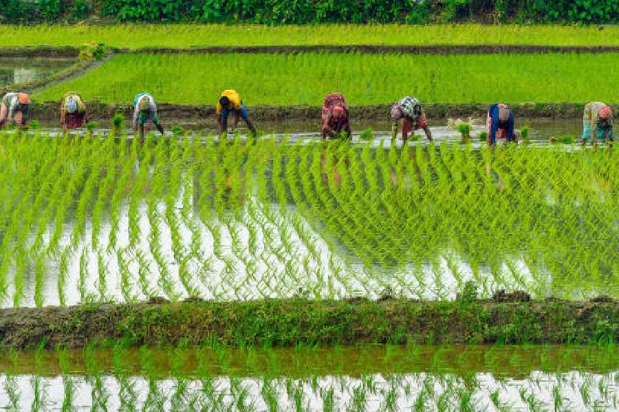 rice production northern India