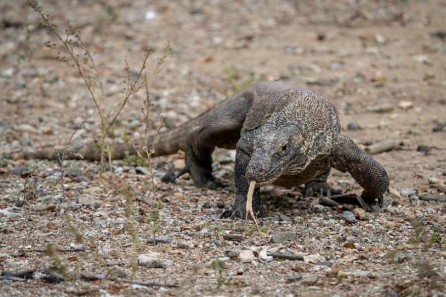 Komodo dragon