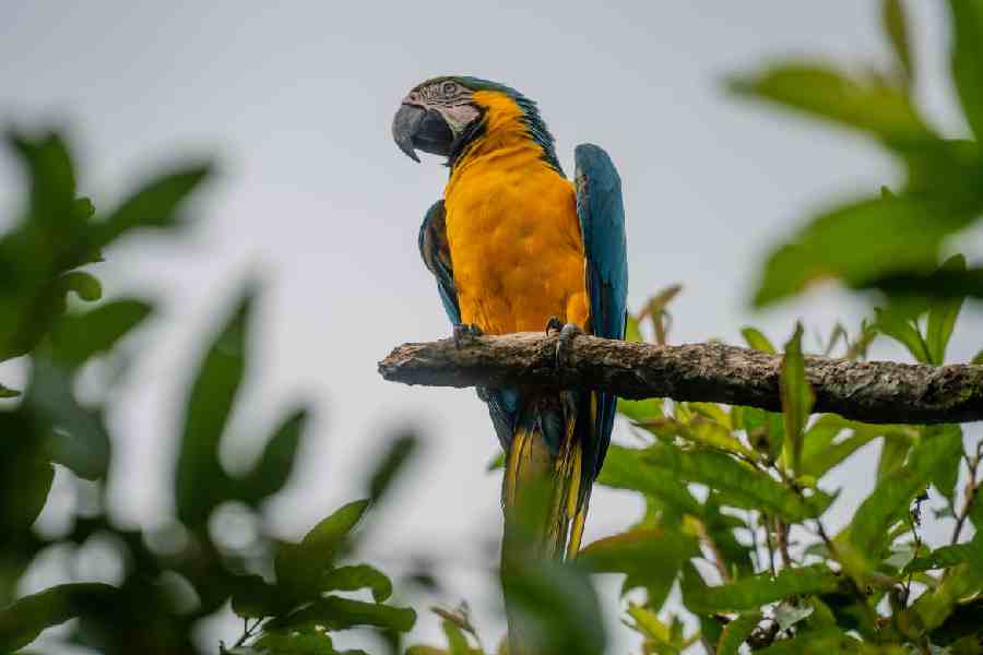 A blue-and-yellow macaw in Buenavista, Colombia, May 16, 2022.