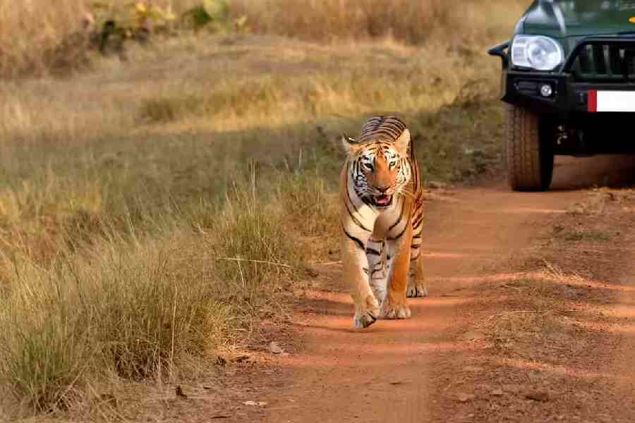 Odisha wildlife attack